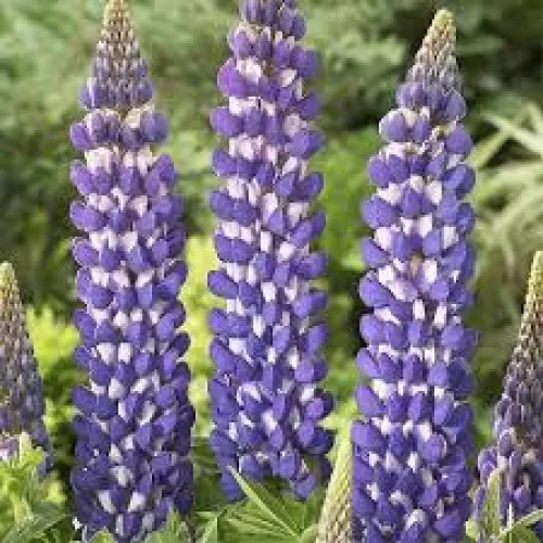 Lupin Blue/White 